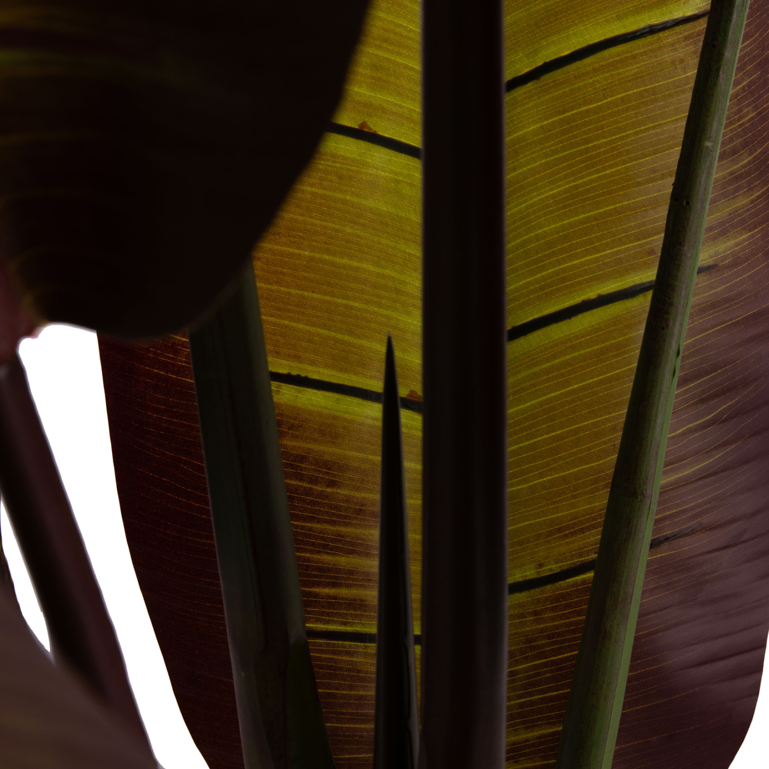 diakosmitiko-synthetiko-fyto-fb94740-iap-9